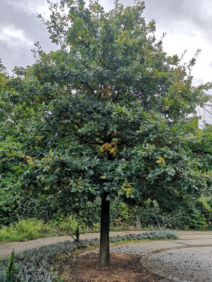 A small oak tree in full leaf growing next to a garden path, with other planting behind it.