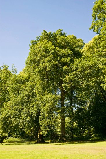 A mature oak tree, next to other mature trees, growing at the edge of a grassy area. The whole picture is lit by bright sun, and the sky above the trees is blue.